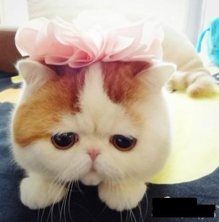 a cat by a door