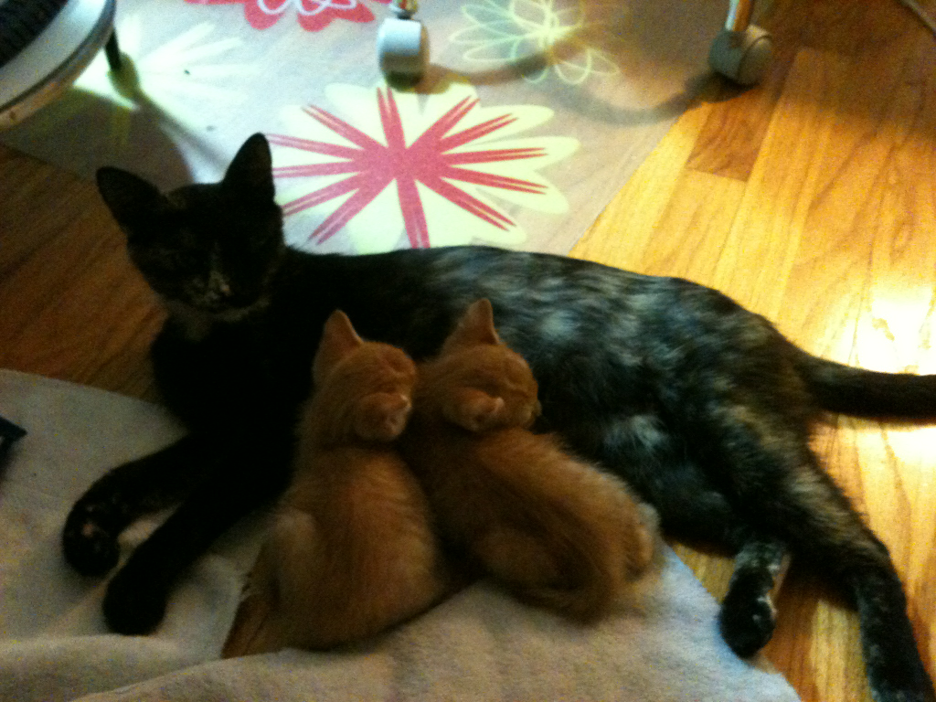 a cat resting
