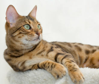a cat looking unimpressed