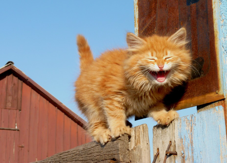 a cat reaching toward the camera