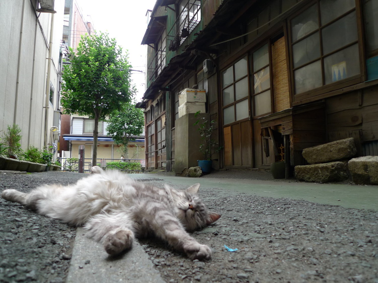a cat in a window
