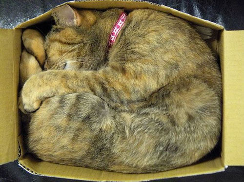 A cat looking very sure of itself