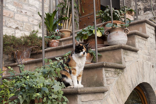 A cat sitting with its tail wrapped around its feet