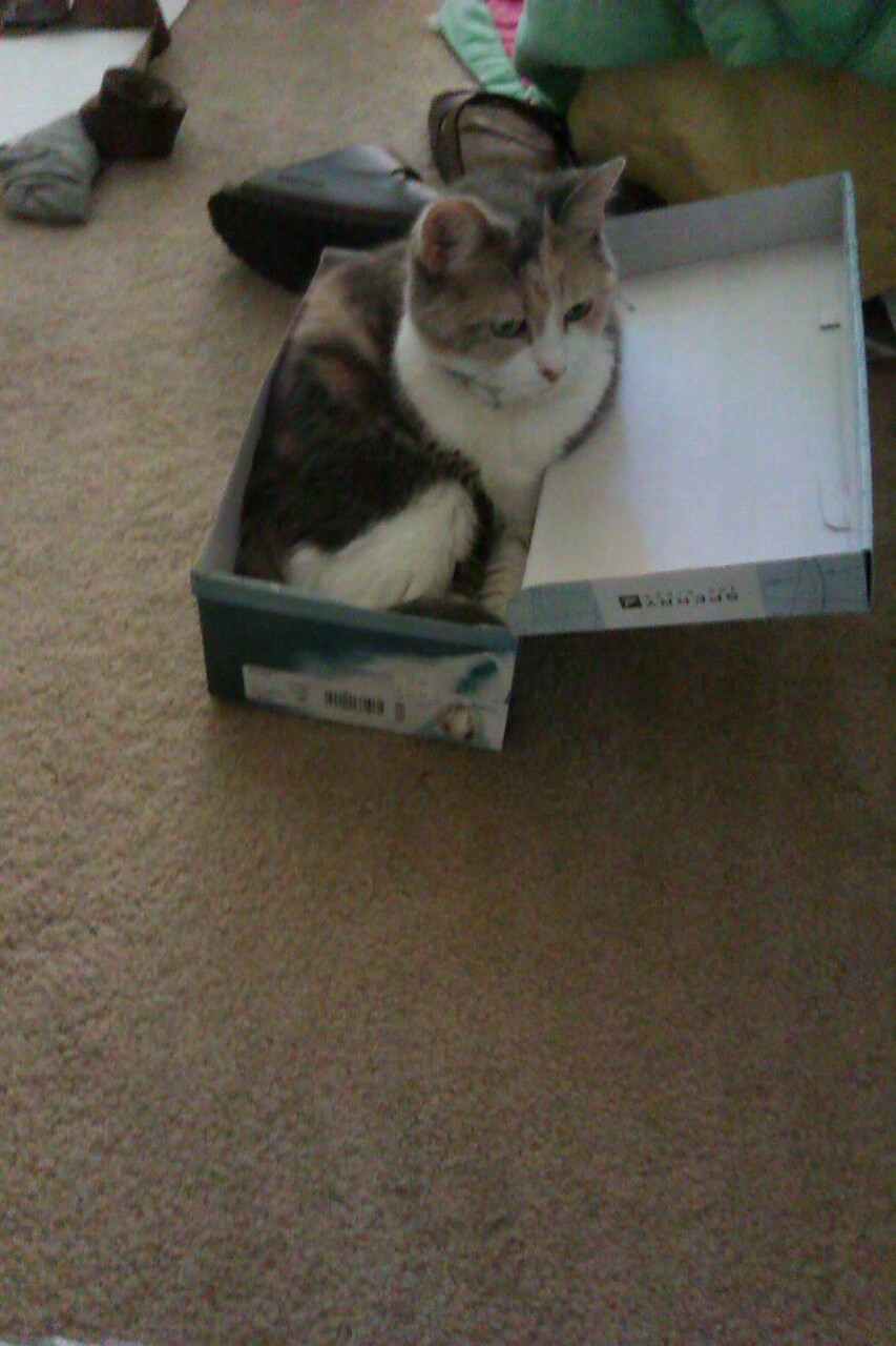Cadet cat on a cushion