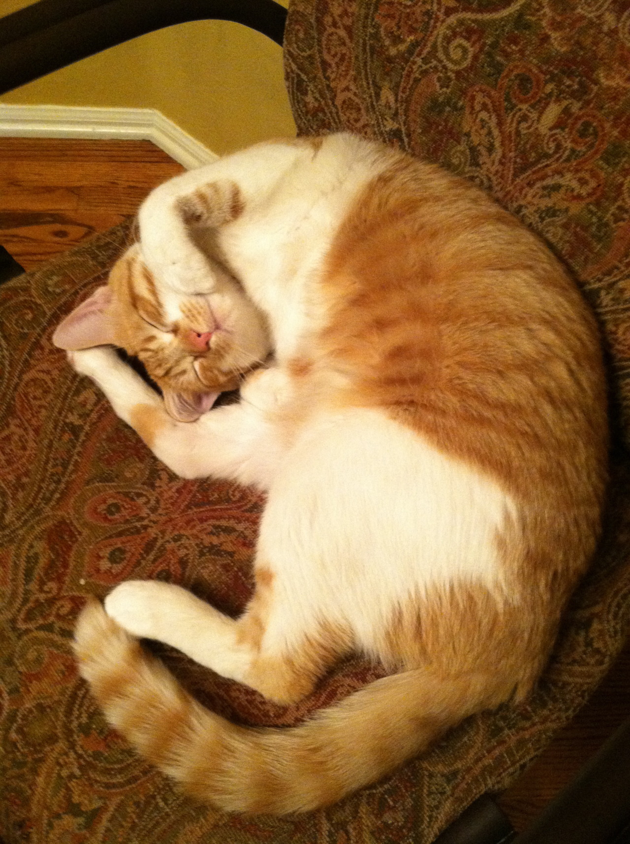 A cat's tail lifted in the air