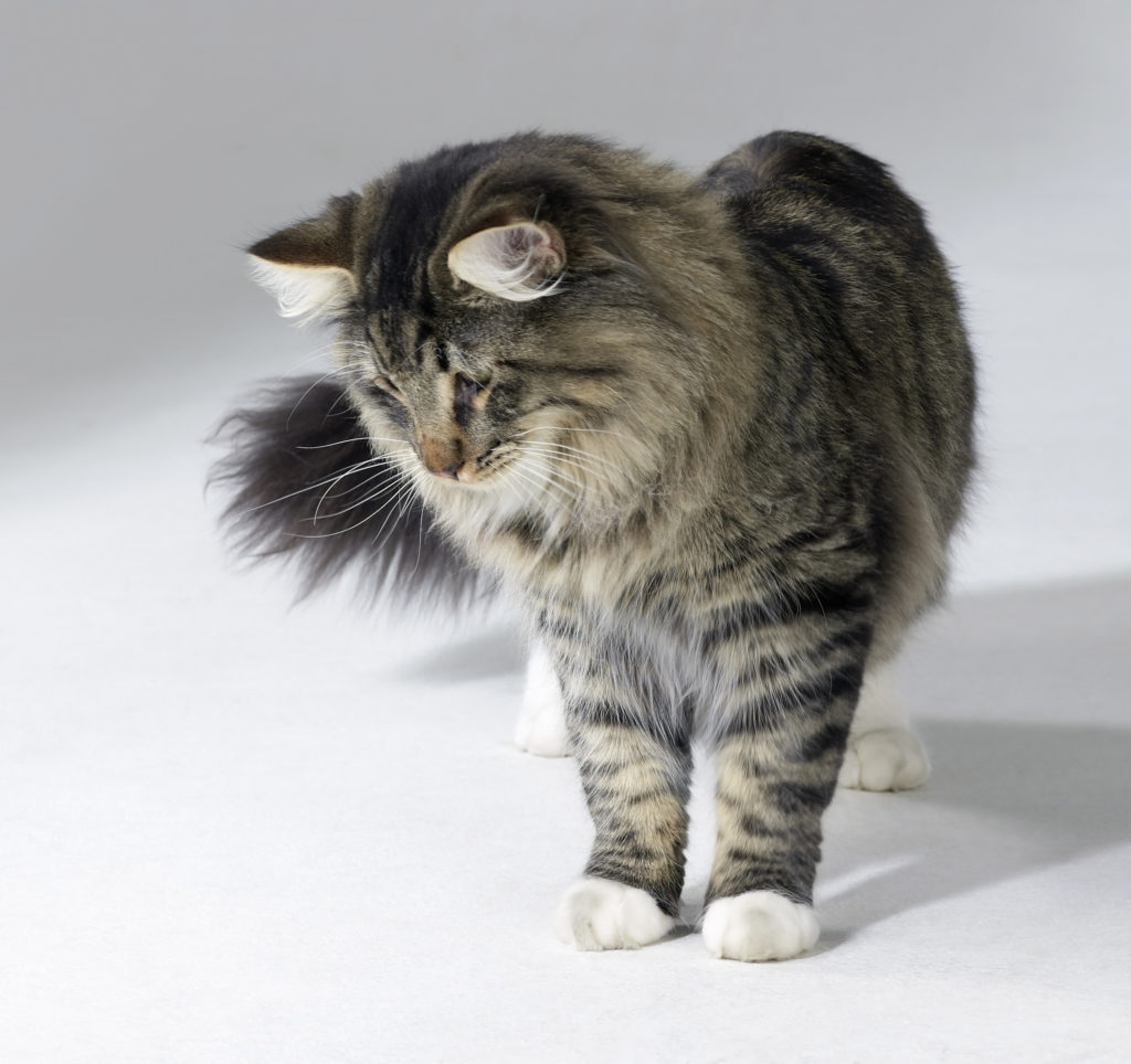 a cat stretching