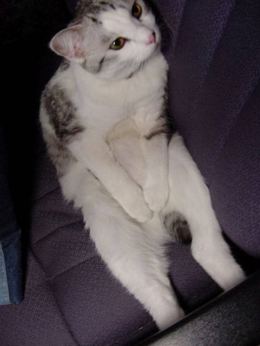 The cat in charge of this page, asleep
