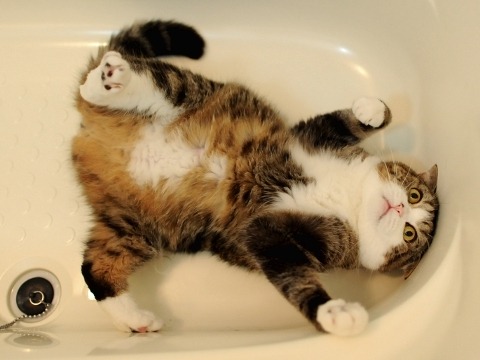 a sleeping cat