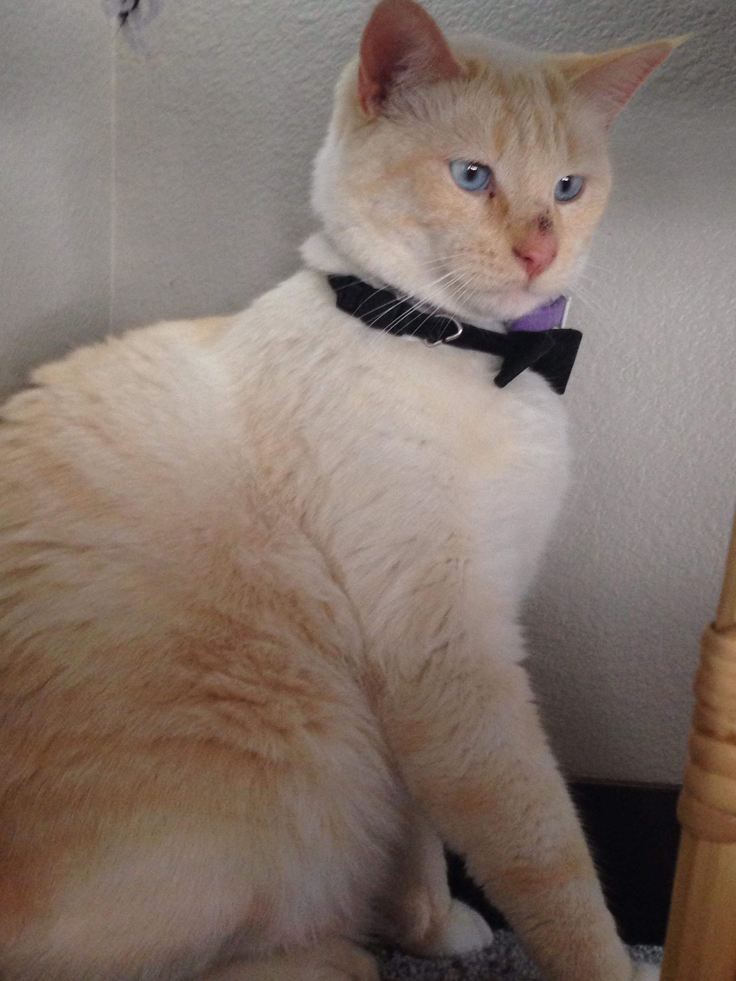 a cat mid-blink