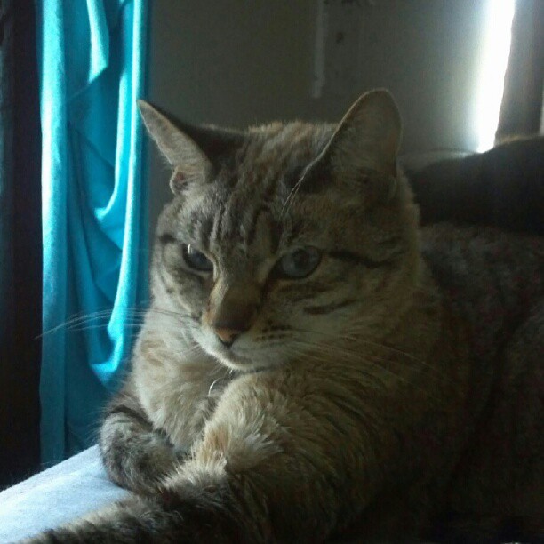 a cat stretching in a sunny spot