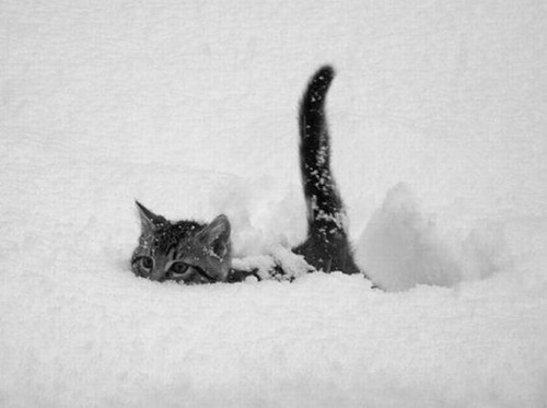 A cat looking up with calm attention