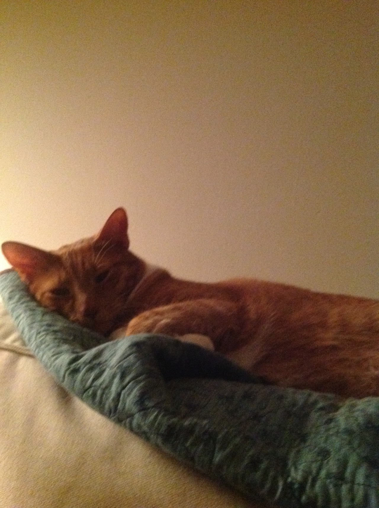 a cat resting