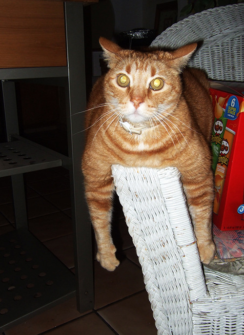 a cat looking up