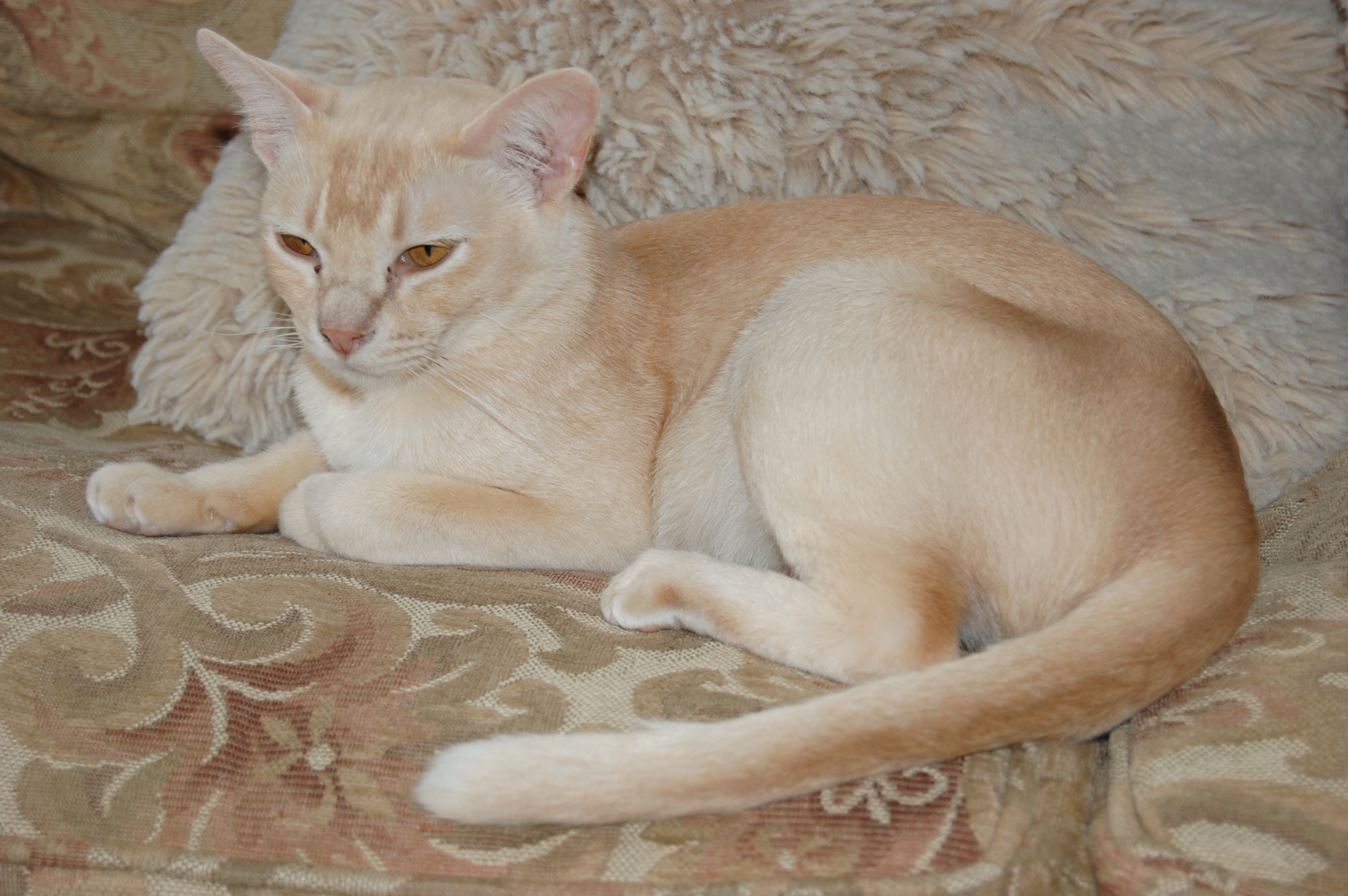 A cat lying close to the camera