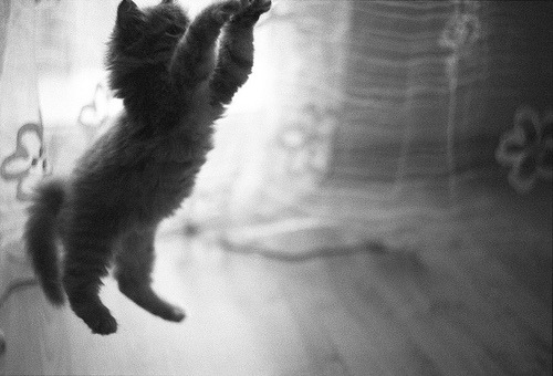 A cat stretching