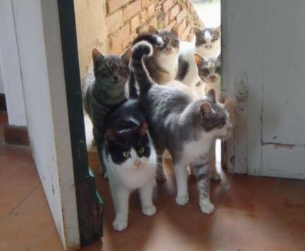 Cat near a window