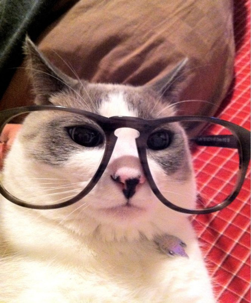 A cat with a serious face
