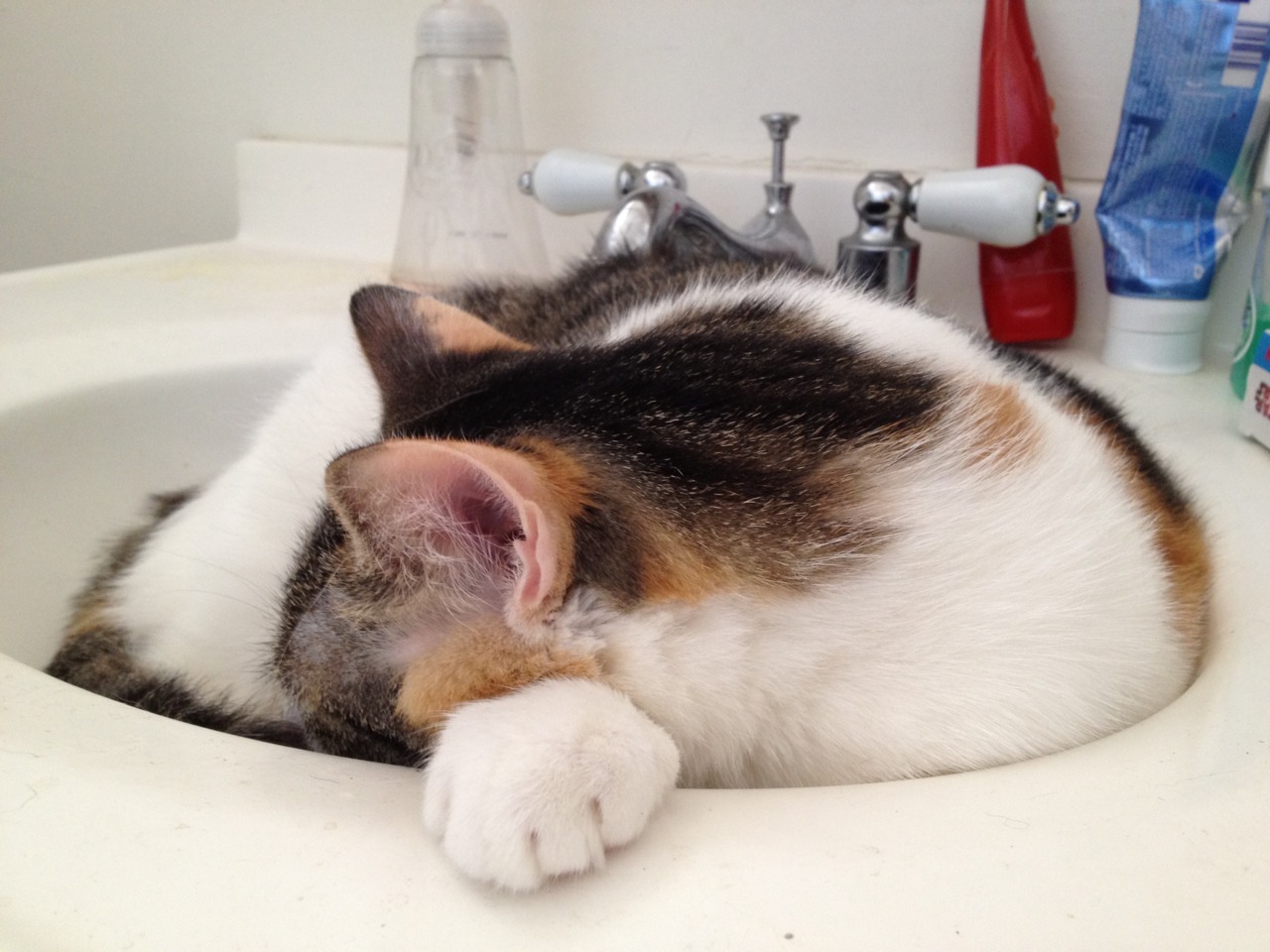 A cat looking at water