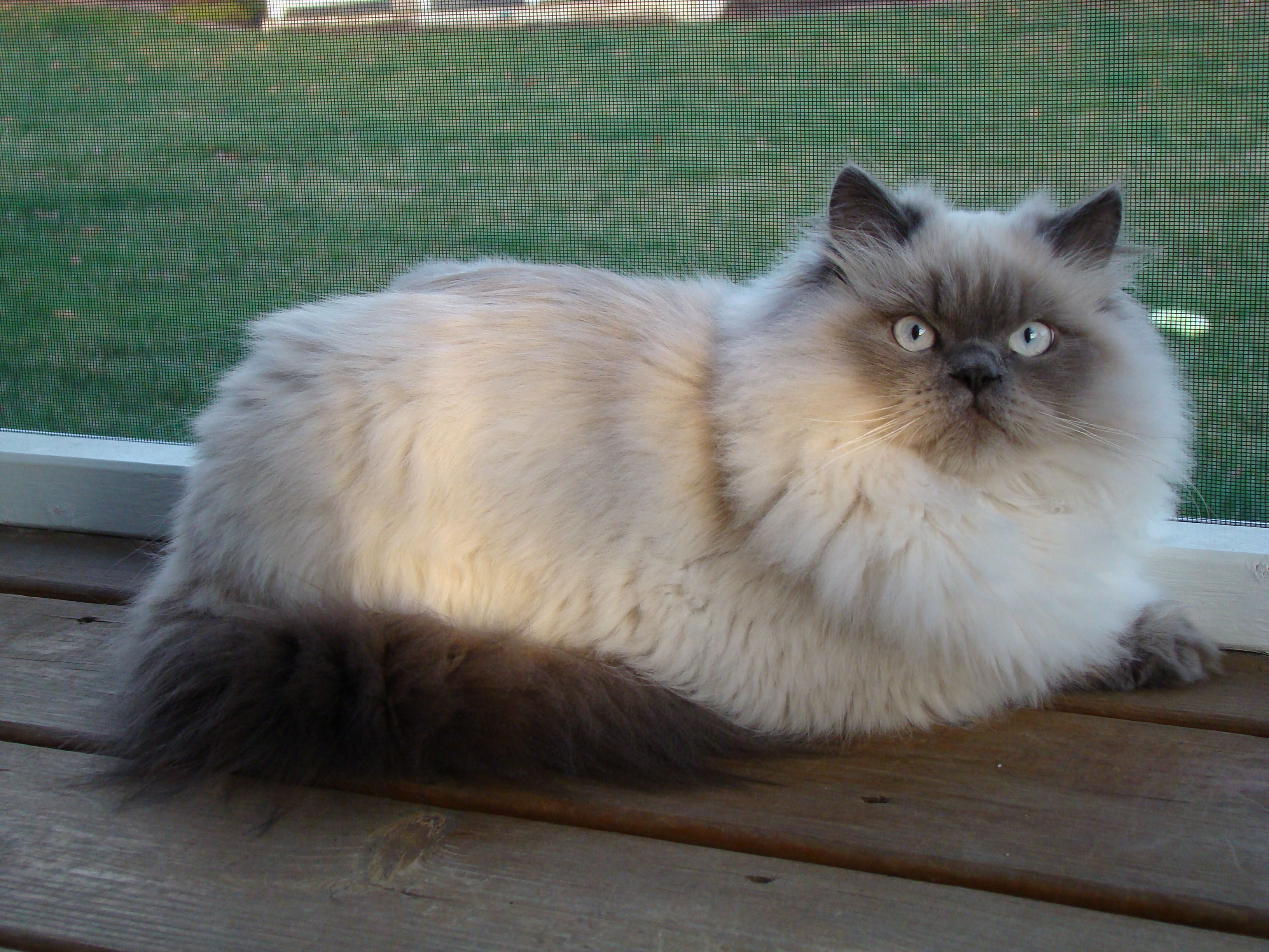 A cat looking at the camera