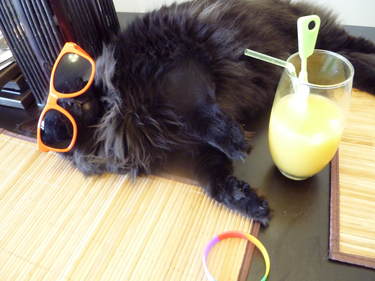 A cat near machinery