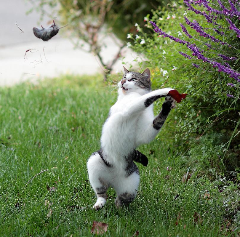 A cat looking at the camera