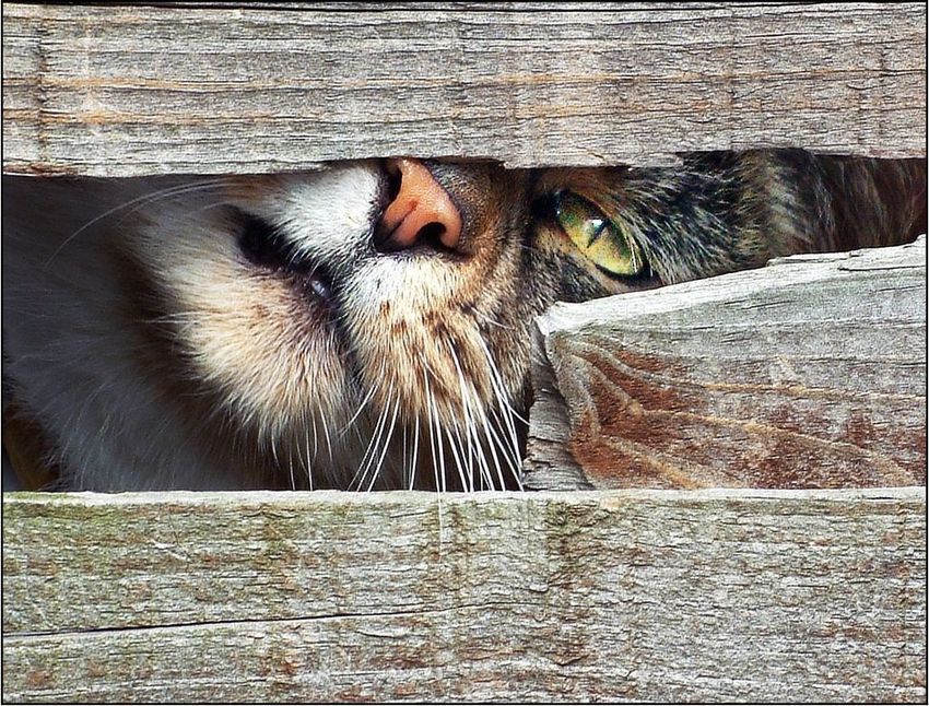 A cat blinking slowly