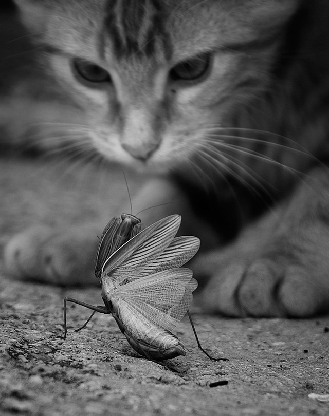 A cat lying down