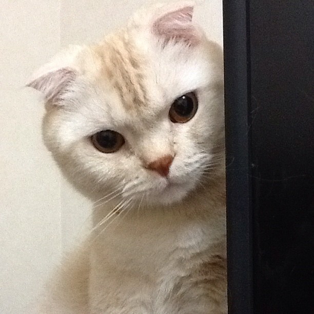 a cat stretched across something it should not be on