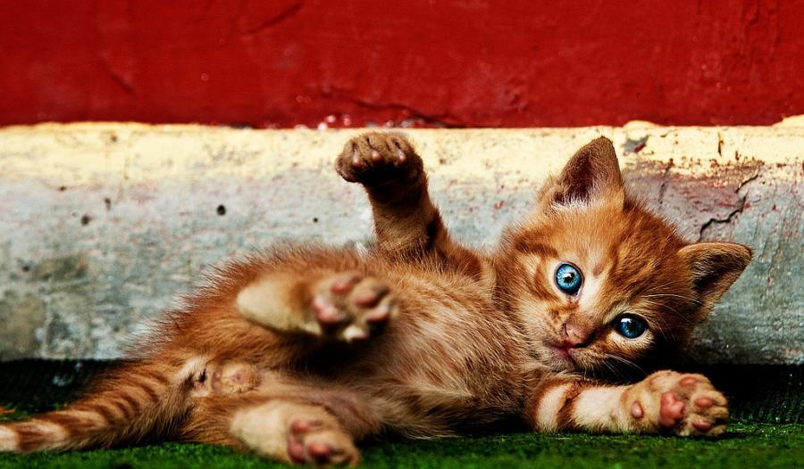 A cat stretched out