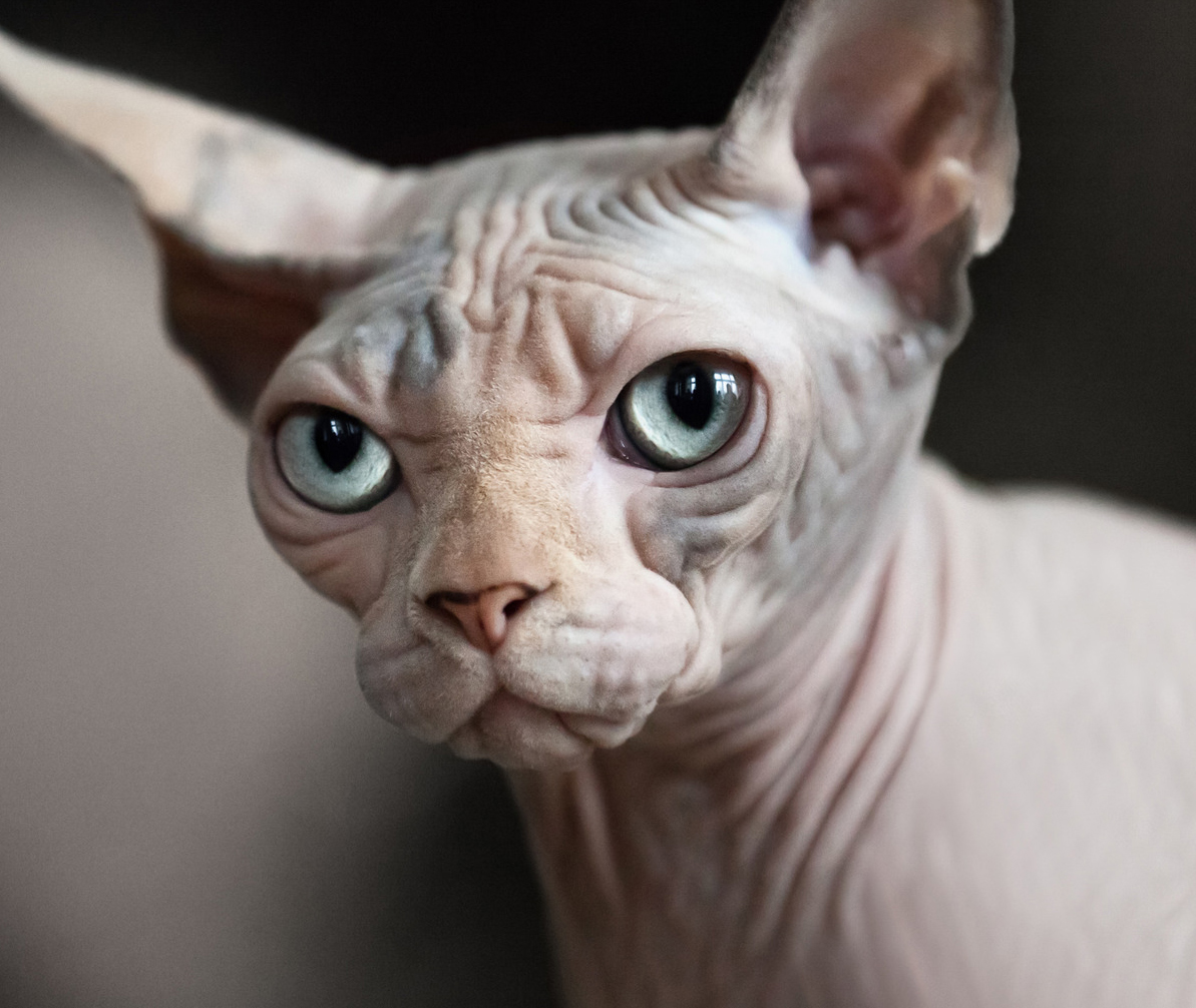 A cat watching something closely