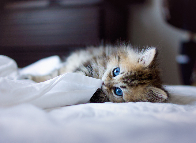 A random cat