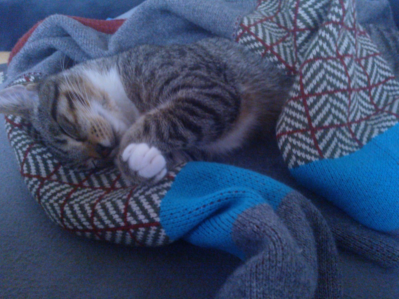 A cat on a cushion