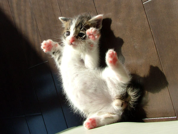 Cat photograph from the pawn shop files
