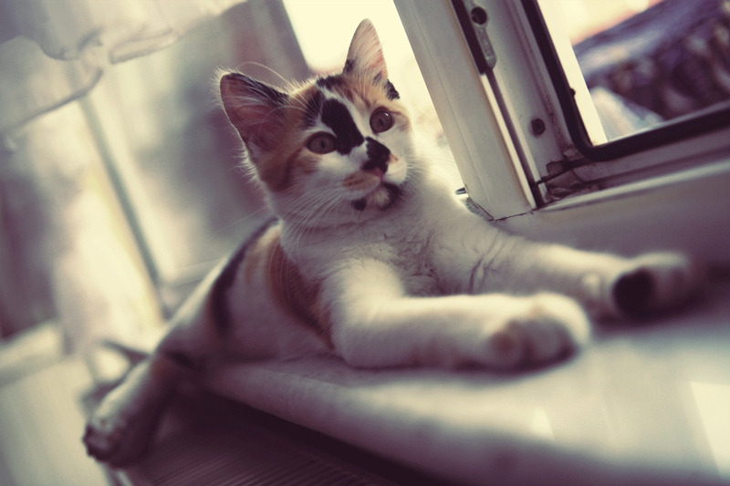 A cat with its paws tucked under