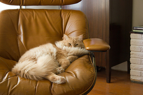 A cat sitting in a pot